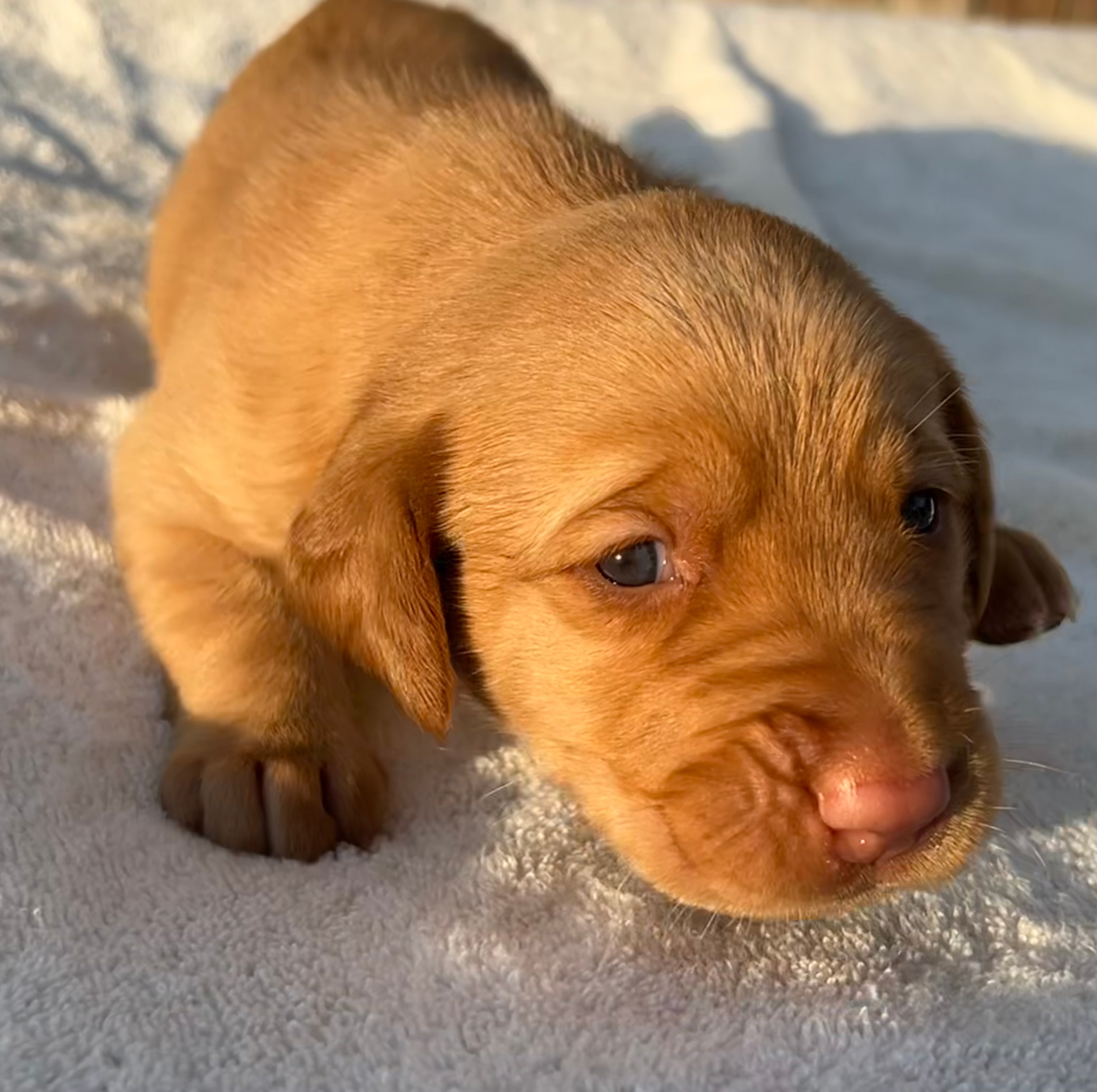 Bashful — Dark blue collar