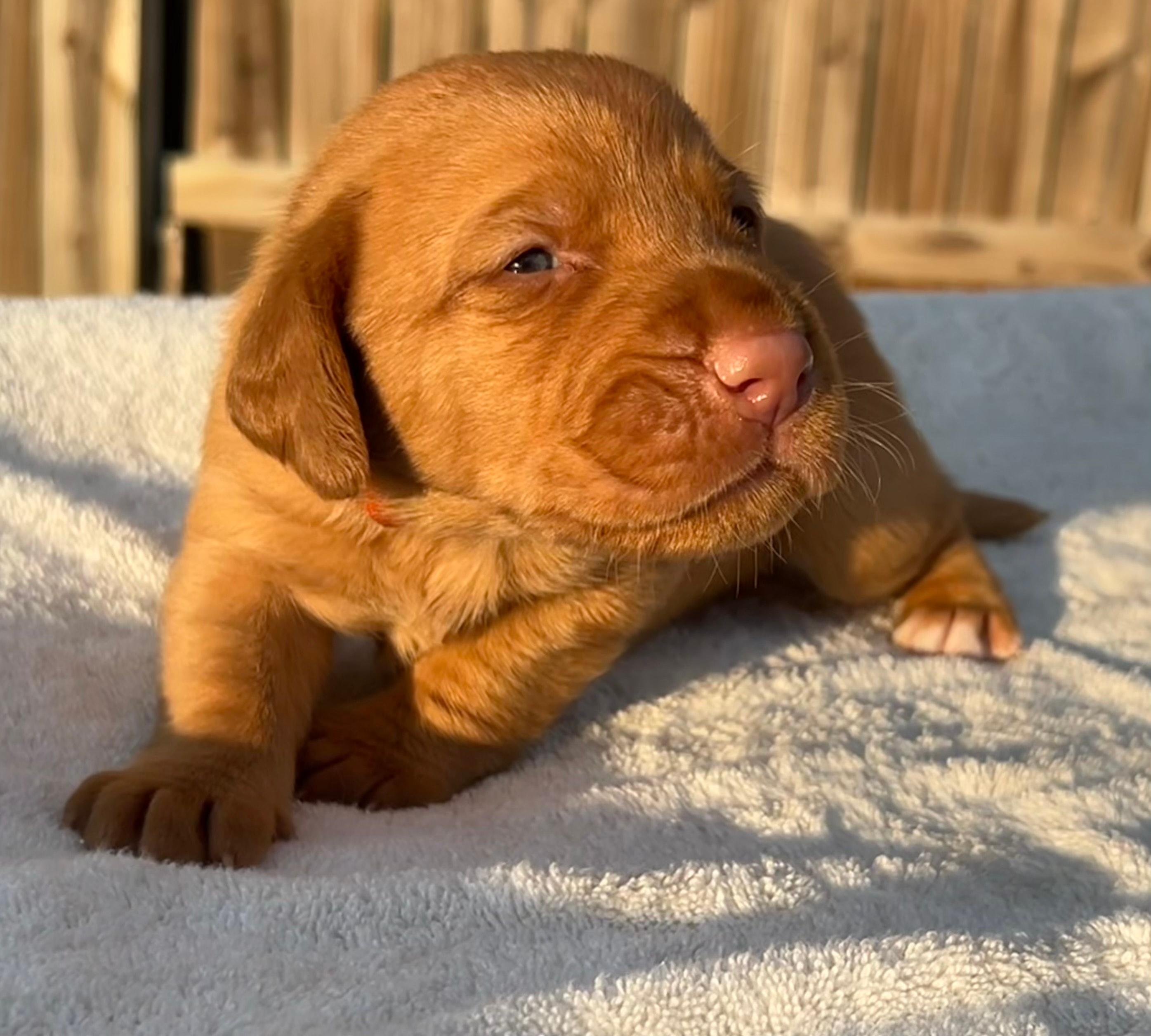Happy — Orange collar