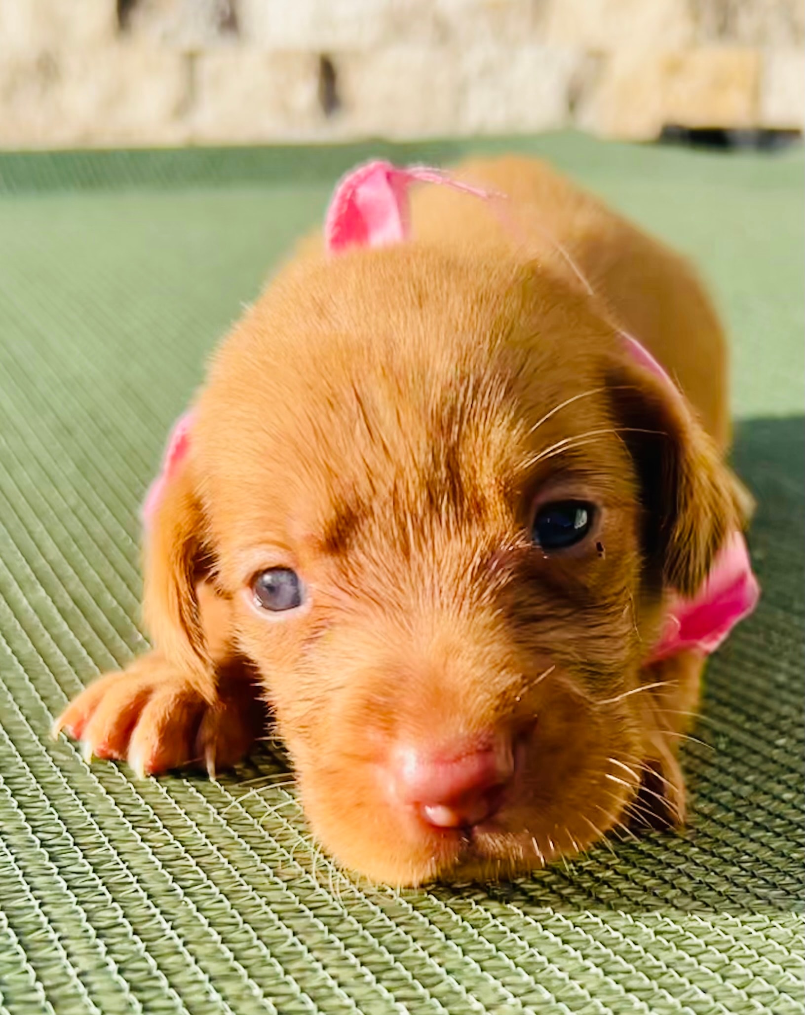 Piglet — Pink collar