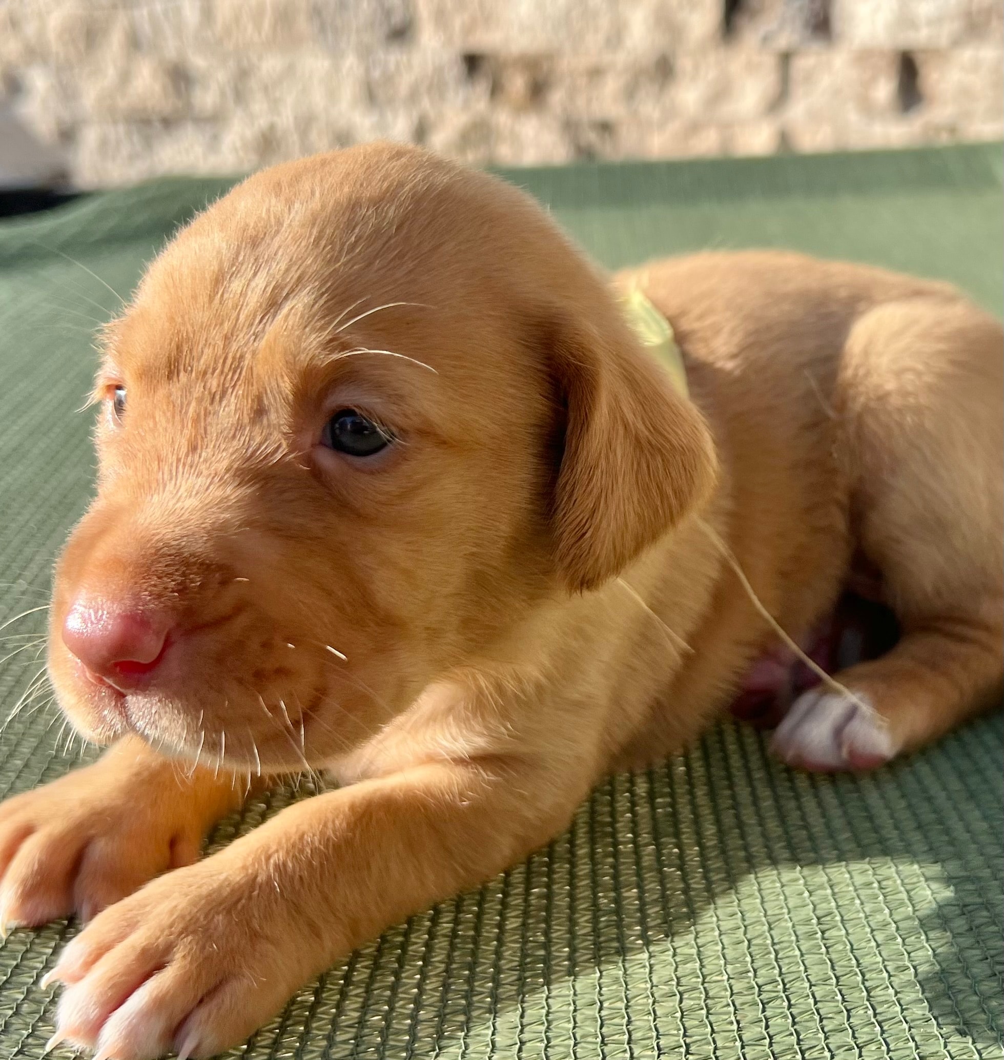 Winnie the Pooh — Yellow collar