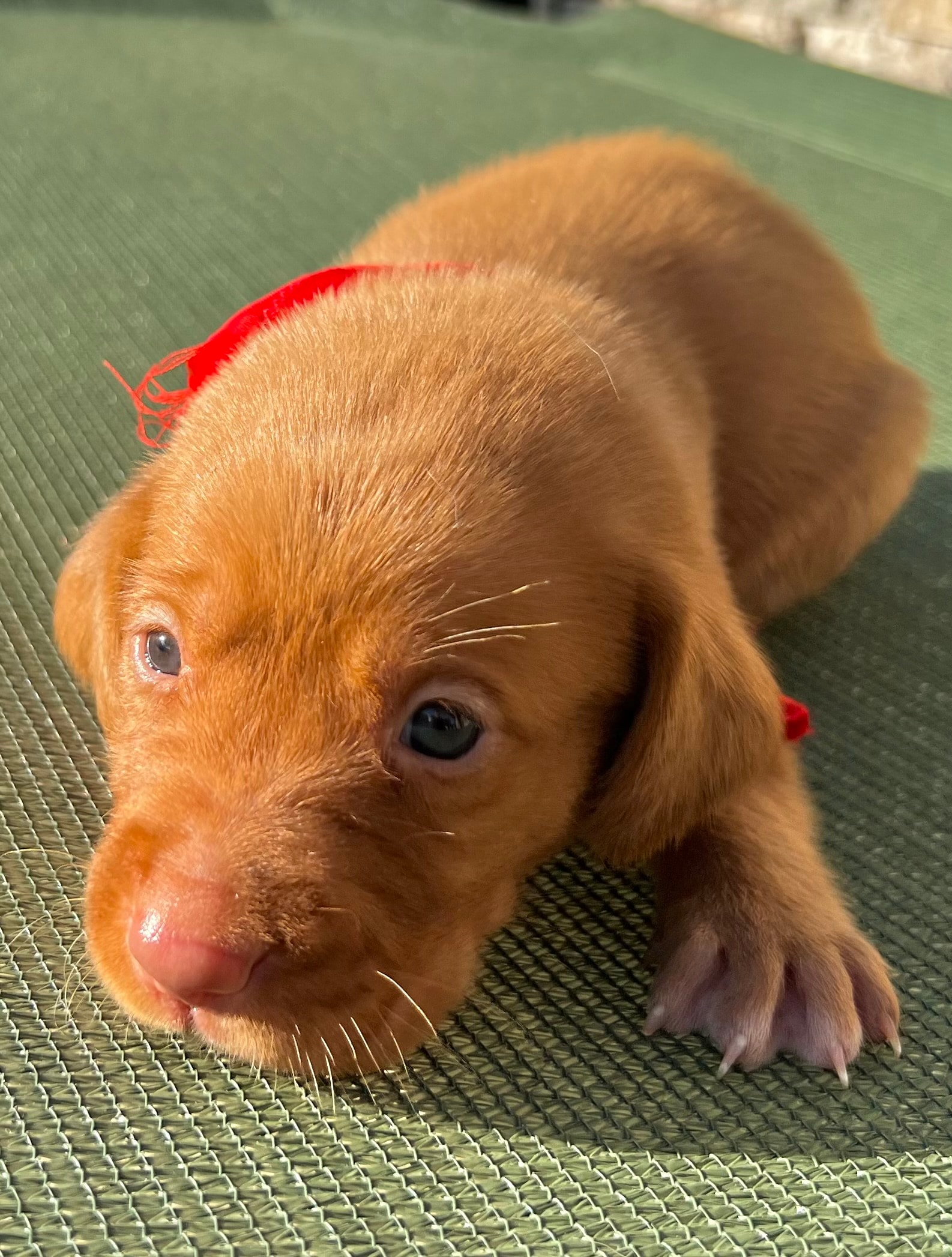 Minnie — Red collar