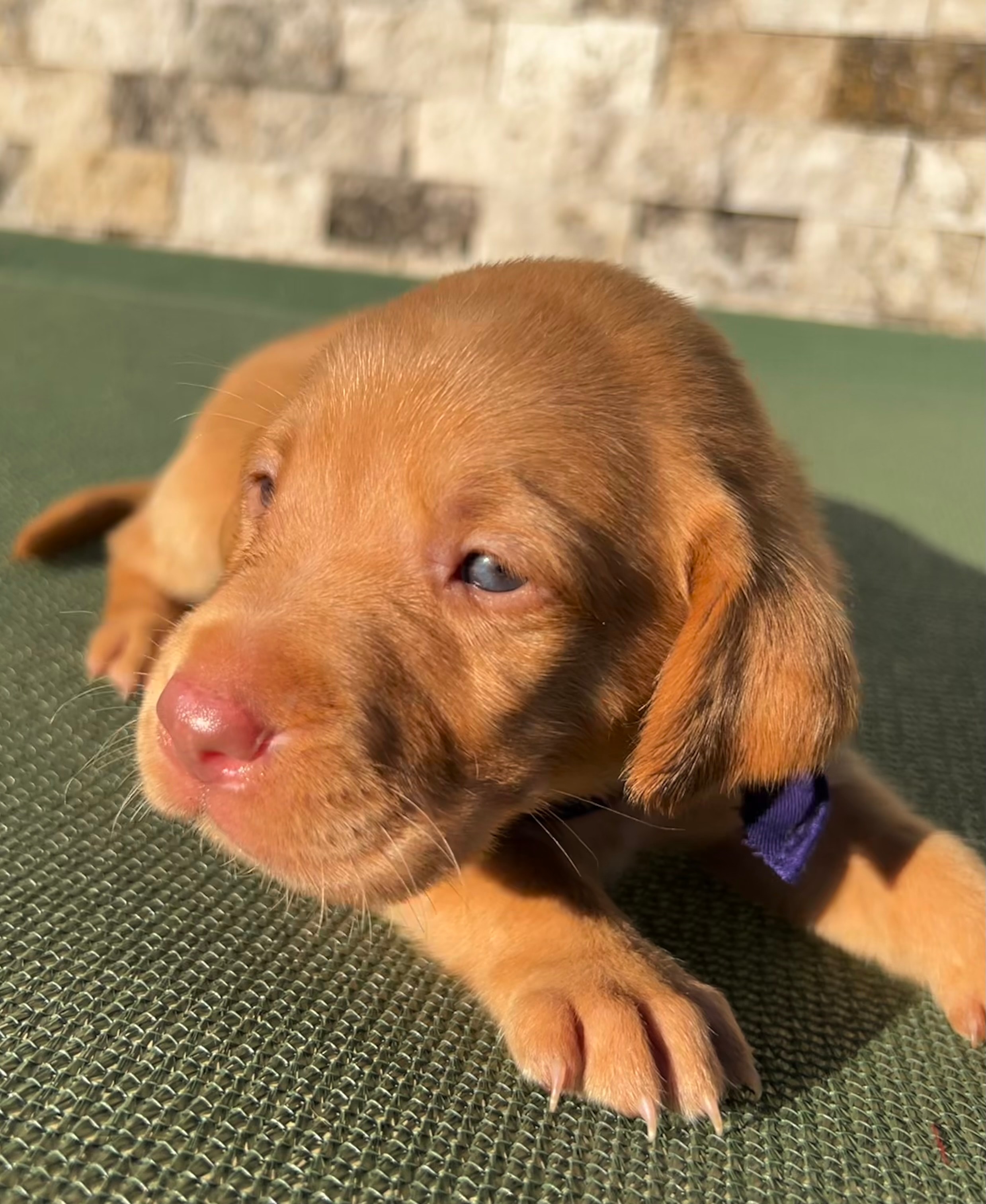 Daisy — Dark purple collar