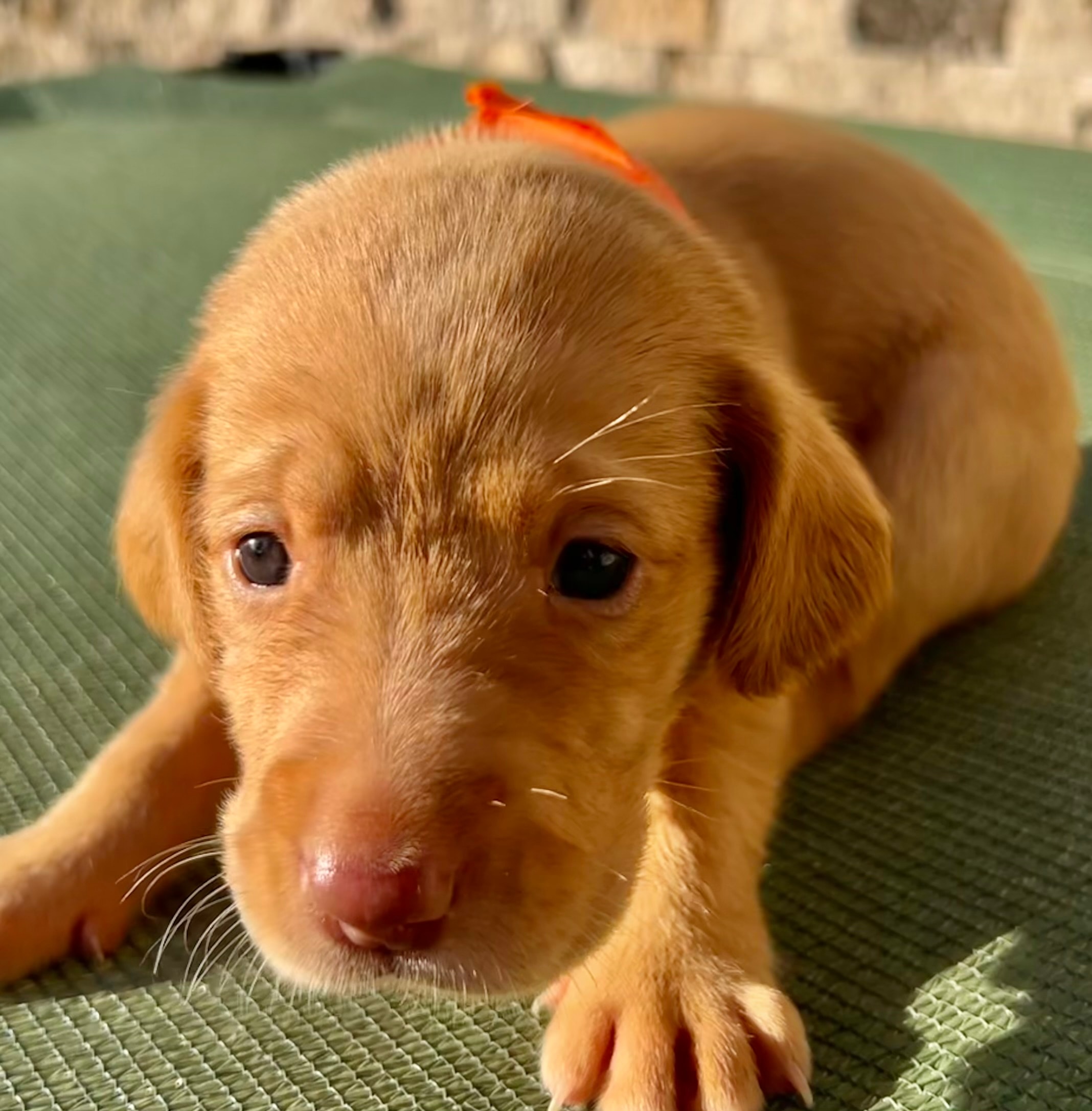 Anna — Orange collar