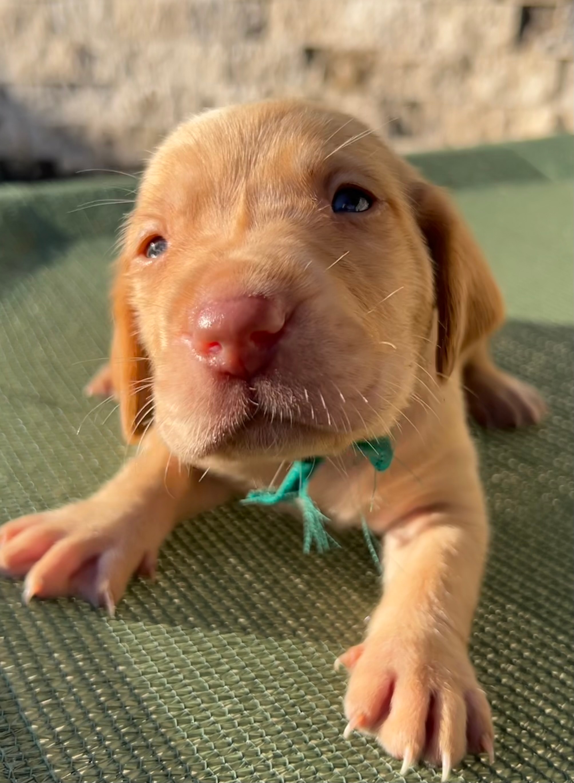 Goofy — Dark green collar