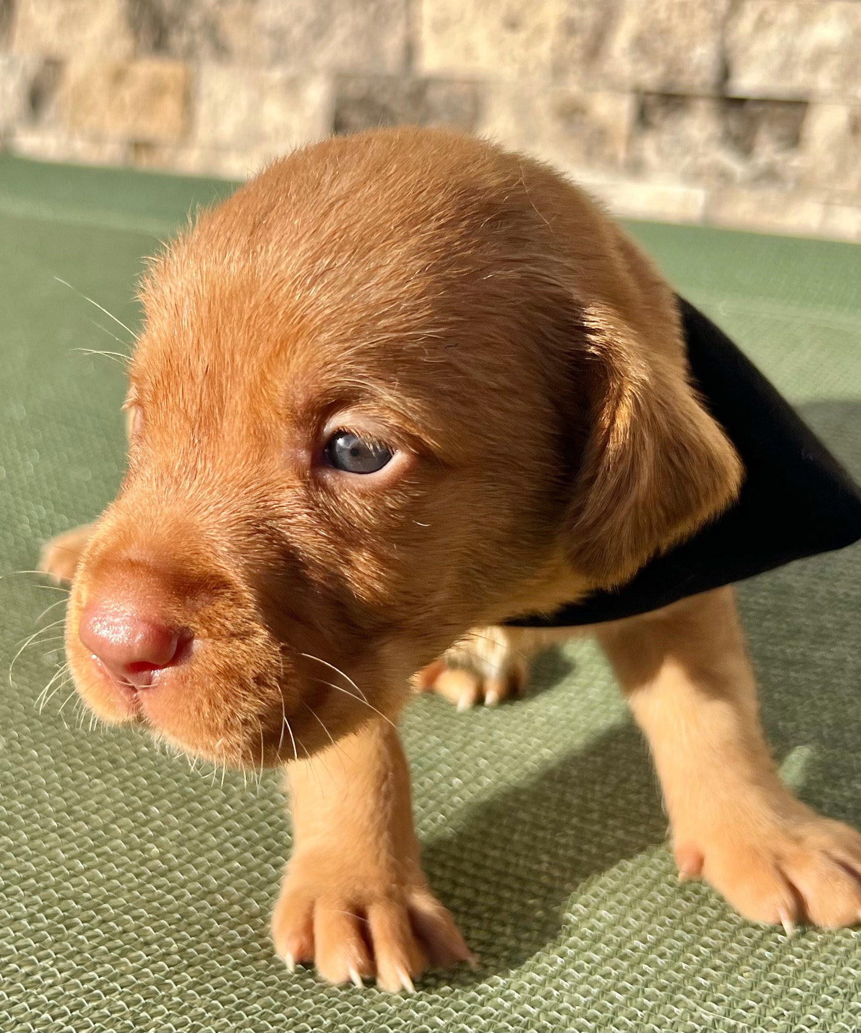 Mickey — Black collar