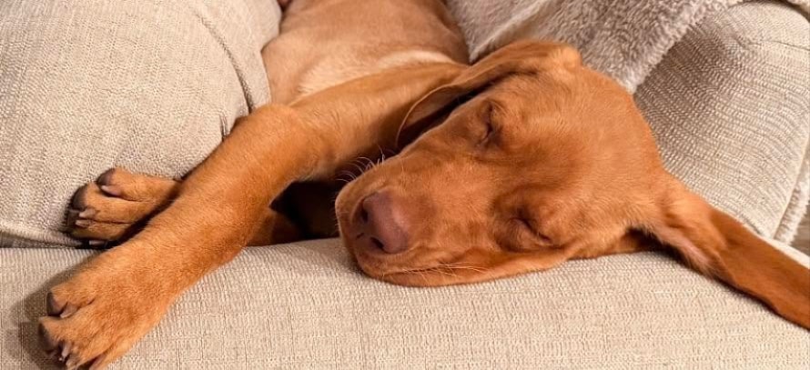 Fox-red Dudley Labrador resting on the couch